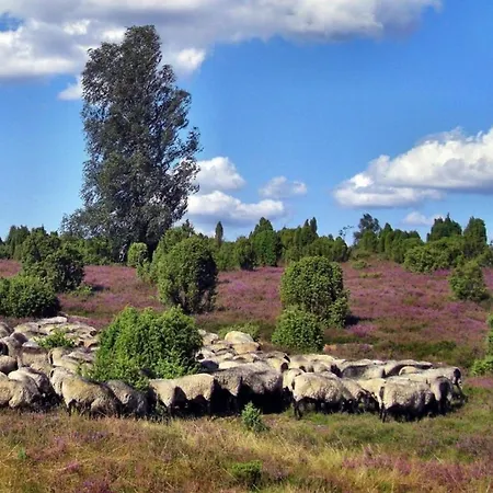 Heideschwedin * Eschede
